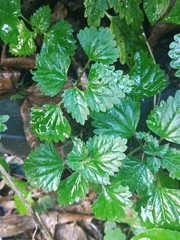 Nanocnide japonica