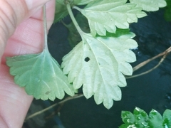 Nanocnide japonica