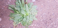 Plantago depressa