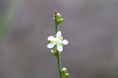 Macarthuria australis