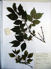 Lonicera chrysantha