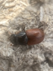 Aphodius pedellus