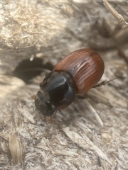 Aphodius pedellus