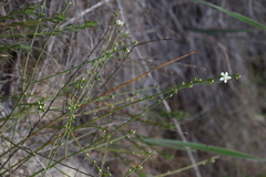 Macarthuria australis