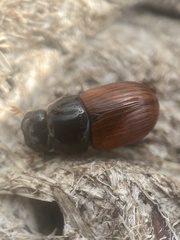 Aphodius pedellus