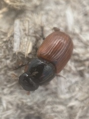 Aphodius pedellus