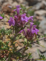 Thymus granatensis