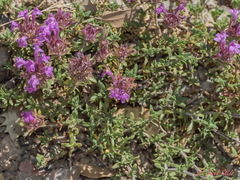 Thymus granatensis