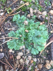 Marchantia polymorpha ruderalis