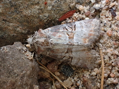 Mesoligia literosa