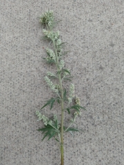 Artemisia vulgaris