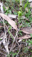 Pterostylis nana