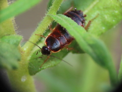 Loboptera canariensis