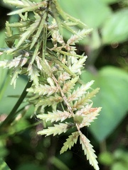 Cyperus pilosus