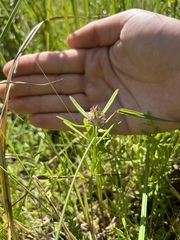 Polygala cruciata