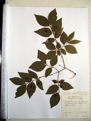 Lonicera chrysantha