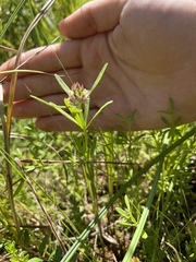 Polygala cruciata