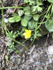 Ranunculus formosa-montanus
