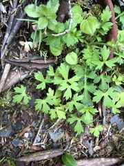 Ranunculus formosa-montanus