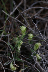 Pterostylis dilatata