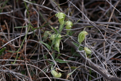 Pterostylis dilatata