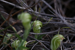 Pterostylis dilatata