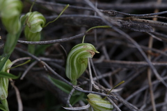 Pterostylis dilatata
