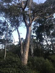 Eucalyptus globulus globulus