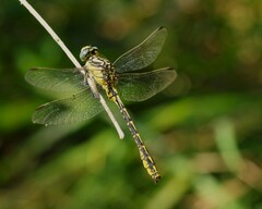 Gomphus graslinii