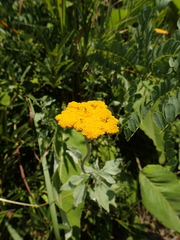 Helichrysum umbraculigerum
