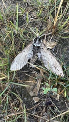 Ceratomia undulosa