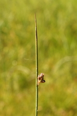 Juncus arcticus