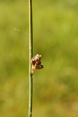 Juncus arcticus