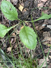 Ajuga reptans