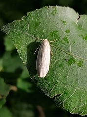 Eilema griseola