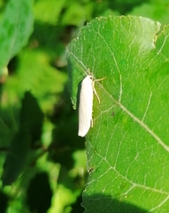 Eilema griseola