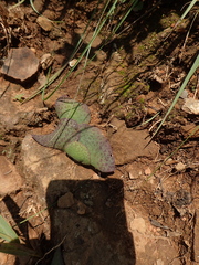Ledebouria ovatifolia