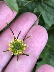 Sisymbrium erysimoides