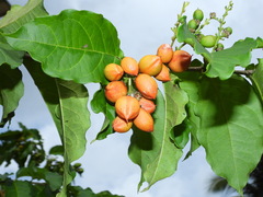 Bunchosia glandulifera