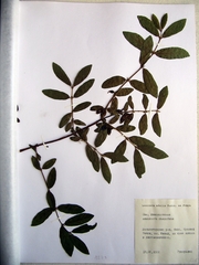 Lonicera caerulea edulis