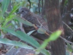 Geopelia placida placida