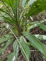 Cordyline manners-suttoniae