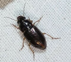 Selenophorus palliatus