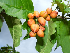 Bunchosia glandulifera