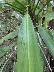 Cordyline manners-suttoniae