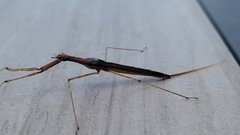 Ranatra quadridentata