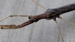 Ranatra quadridentata