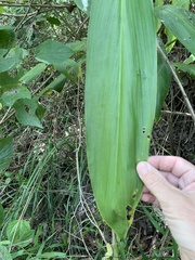 Cordyline manners-suttoniae