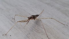 Ranatra quadridentata