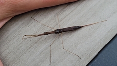 Ranatra quadridentata